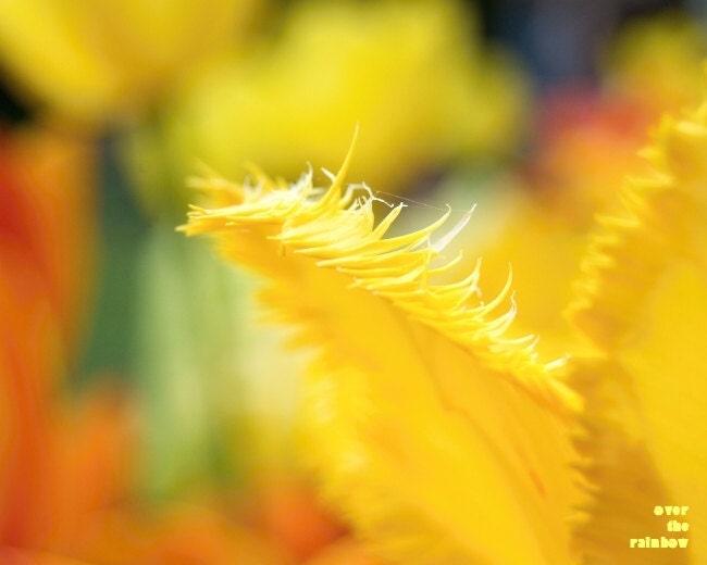 Bright yellow flower, tulip photograph, abstract nature, summer home decor, 8x10, Giclee print - titled: Such a perfect day