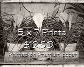 Enlarge Any Photograph Seen Here - 5 x 7 Print