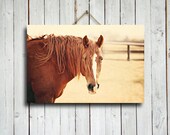 Sunny - 16x24" canvas print - Horse decor - Horse art - Horse photography - Chestnut horse photography - Horse canvas - Red and yellow decor