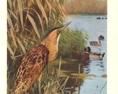 1920s Great Bittern Vintage Print Botarus stellaris