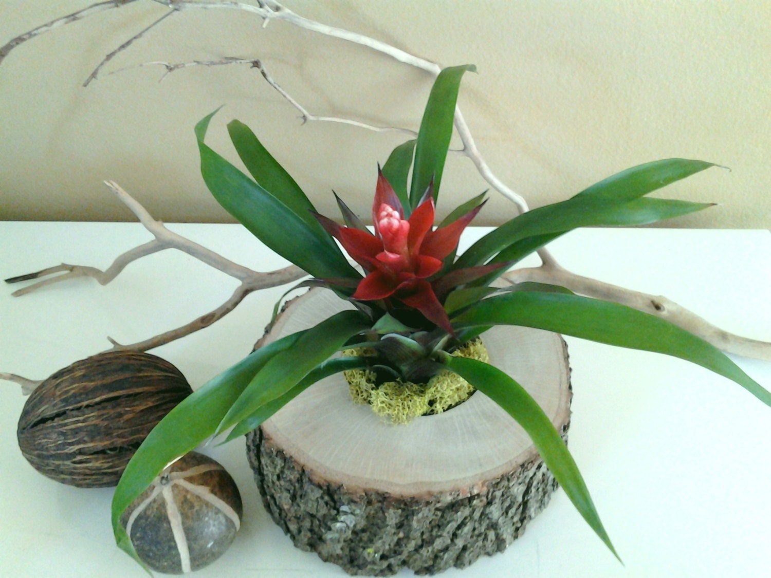 Oak  Tree Trunk with a Guzmania plant in bloom red flower with lime reindeer moss - Air plants - Terrarium - Tree trunk