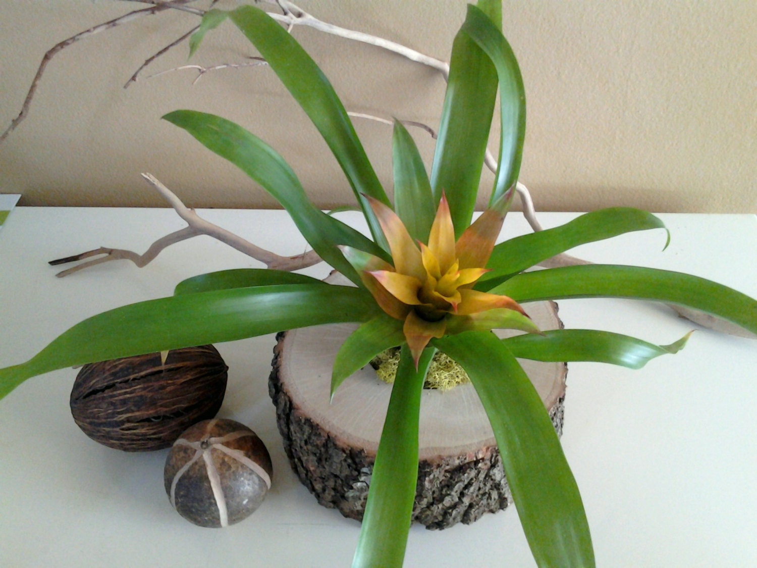 Oak  Tree Trunk with a Guzmania plant in bloom yellow flower with lime reindeer moss - Air plants - Terrarium - Tree trunk