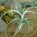 INKA GOLD air plant - Yellow flowers - Fragrant air plant