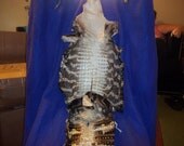 real animal bone Alligator taxidermy hide skin gator leather part craft goods man cave