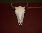 Real animal Buffalo taxidermy head  skeleton skull bone horn teeth cow part piece