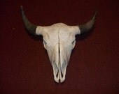 Real animal Buffalo taxidermy head  skeleton skull bone horn teeth cow part piece