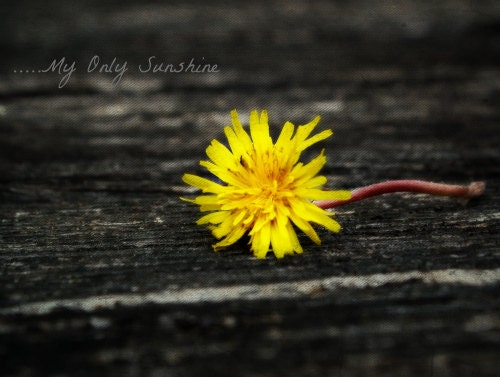 My Only Sunshine, Fine art Photography, Dandelion, Yellow, Sunshine, Sentiment, Nursery Rhyme, Children,