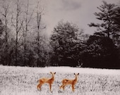 Deer, Baby fawns Fine Art Photograph, Woodland, Animal, Forest,