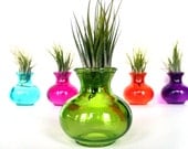 Bright Green Glass Terrarium with Kolbii Air Plant
