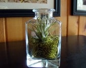 Air Plant Terrarium in Triangle Glass Jar