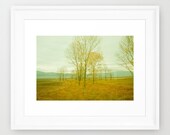 25% Off SALE nature home decor.  landscape, trees, branches, autumn, yellow decor. wall art. photo print. rich colors 6x9