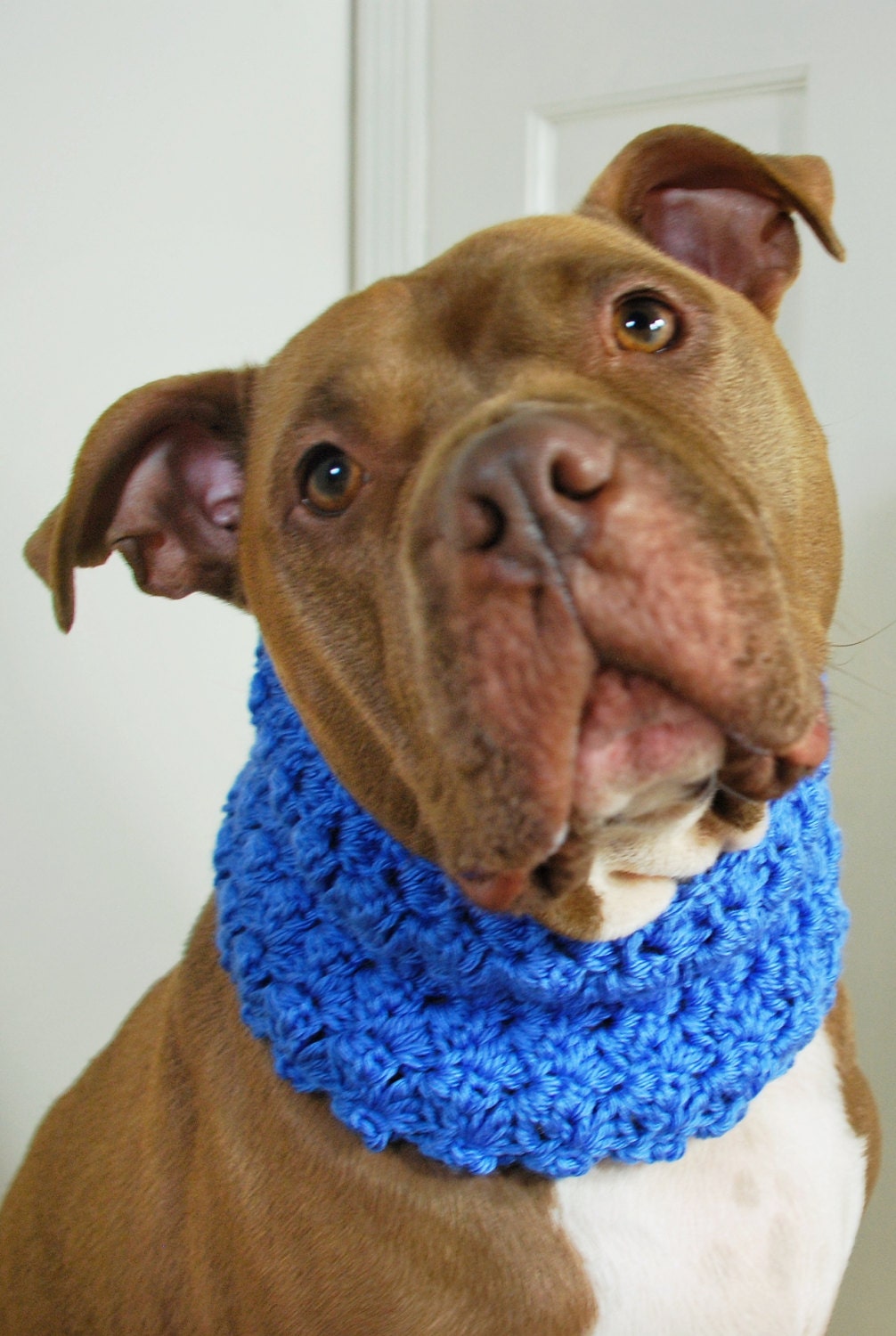 Dog Cowl Blue Crochet for Large Breeds