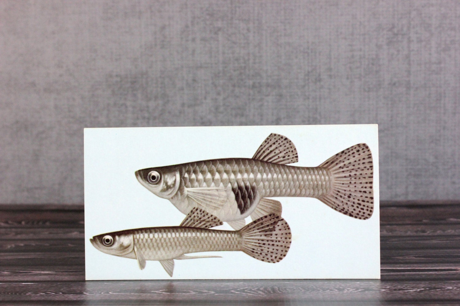 Fish Flashcard Mosquitofish Flash Card - OldVintageGoodies