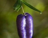 5 Purple Apple Berry Seeds-1127