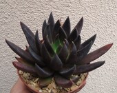 Large Echeveria Black Knight