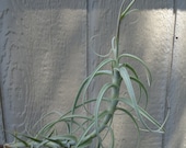 Tillandsia Paleacea x Tectorum