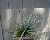 Tillandsia Ixioides x Duratii