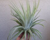 Tillandsia Didisticha Giant Form
