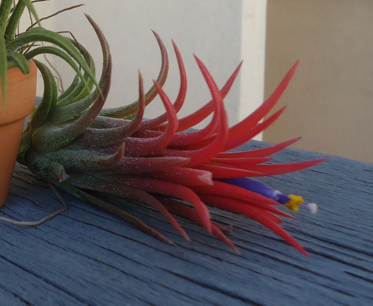 Large Tillandsia Ionantha Mexico Airplant