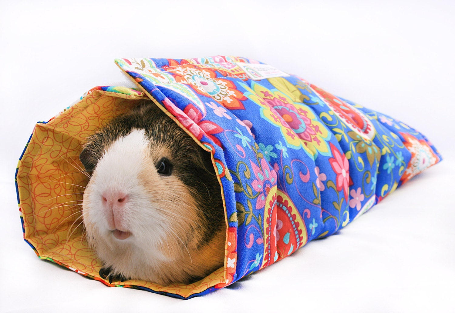 Bohemian Rhapsody Guinea Pig Roll-up