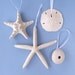 White Sea Shell Ornaments - Beach Wedding Favors - Set of Starfish Sea Urchin Sand Dollar - Seashell - Ocean
