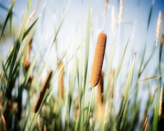 Rustic Nature Photograph 8x10, Summer Photography,  Grass Photo, Country Print, Green, Blue, Brown Wall Art, Bulrush Art, Cattail Picture