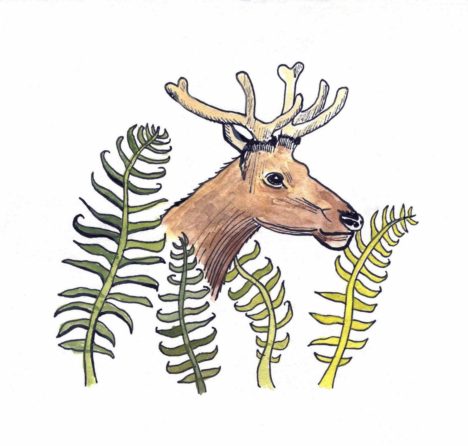 Fern Elk Art Print of Original Drawing with Watercolor
