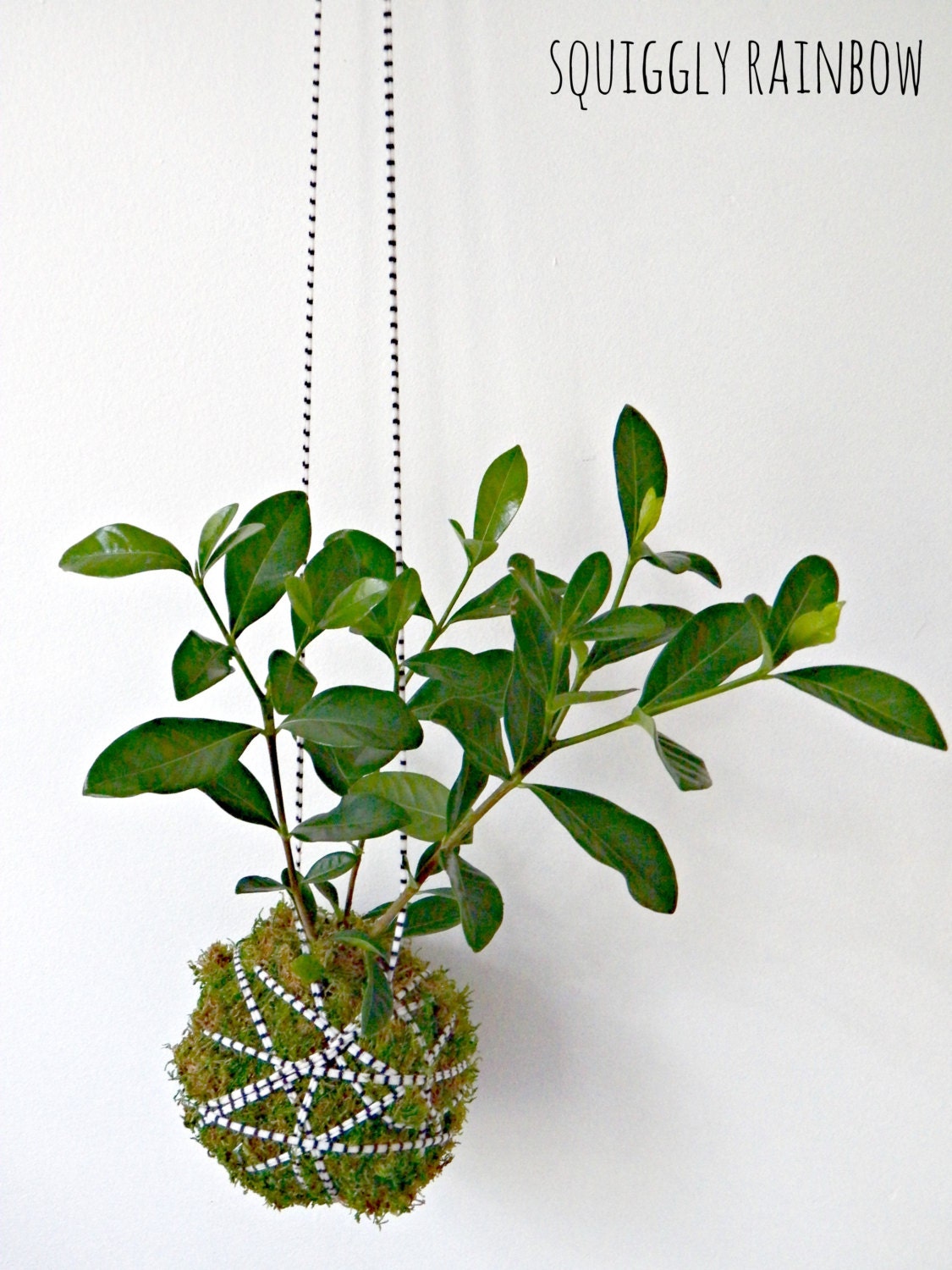 Gardenia Kokedama - Hanging Hill