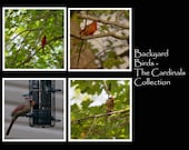 Bird Coaster Set, Cardinal Coasters, Tile Coaster Set, Backyard Bird Collection, Nature Photography, Bird Photography, Housewarming Gift