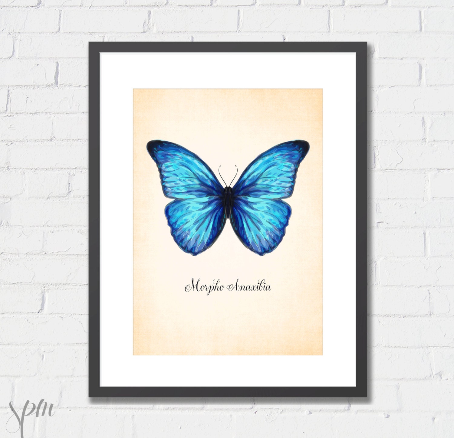 Art Print Vintage Butterfly (Blue) Archival Print 8x10 or A4