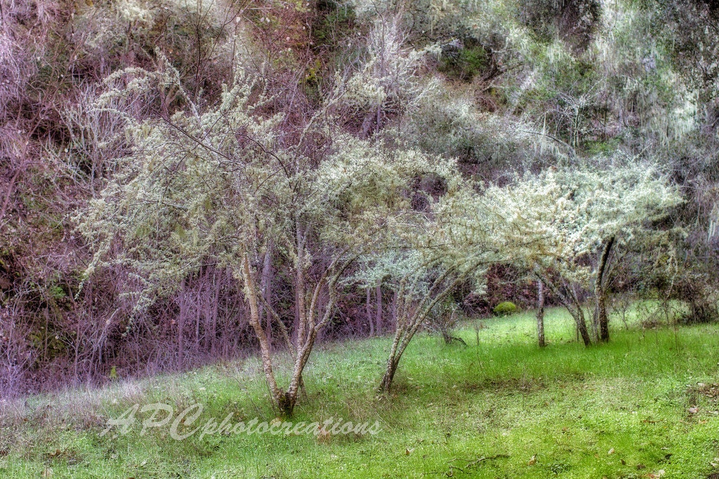 Landscape Photography, California, Carmel Valley, Garland Park-  Purple, Green, Soft White, Magical - Wall Decor, Landscape Art, Abstract
