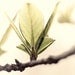 Nature Photography, Leaf Photography - Abstract, Soft Green, Soft White, Brown, Soft Yellow - Minimalist, Simple