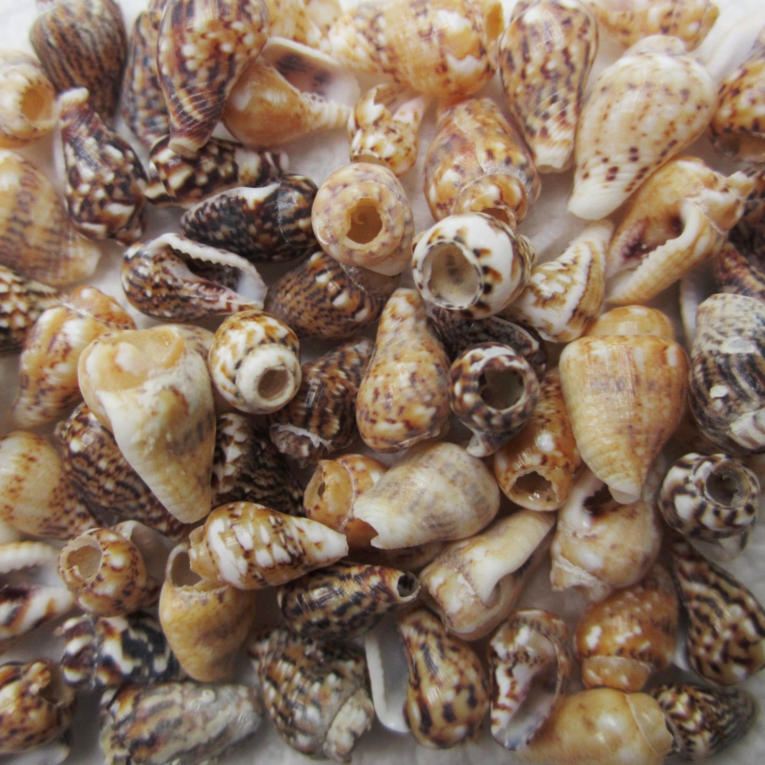 Small Cone Shell Beads, 7 mm - 11 mm -- 60 Shell Beads