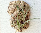 Wall Garden: Air Plants on Sustainable Virgin Cork Bark