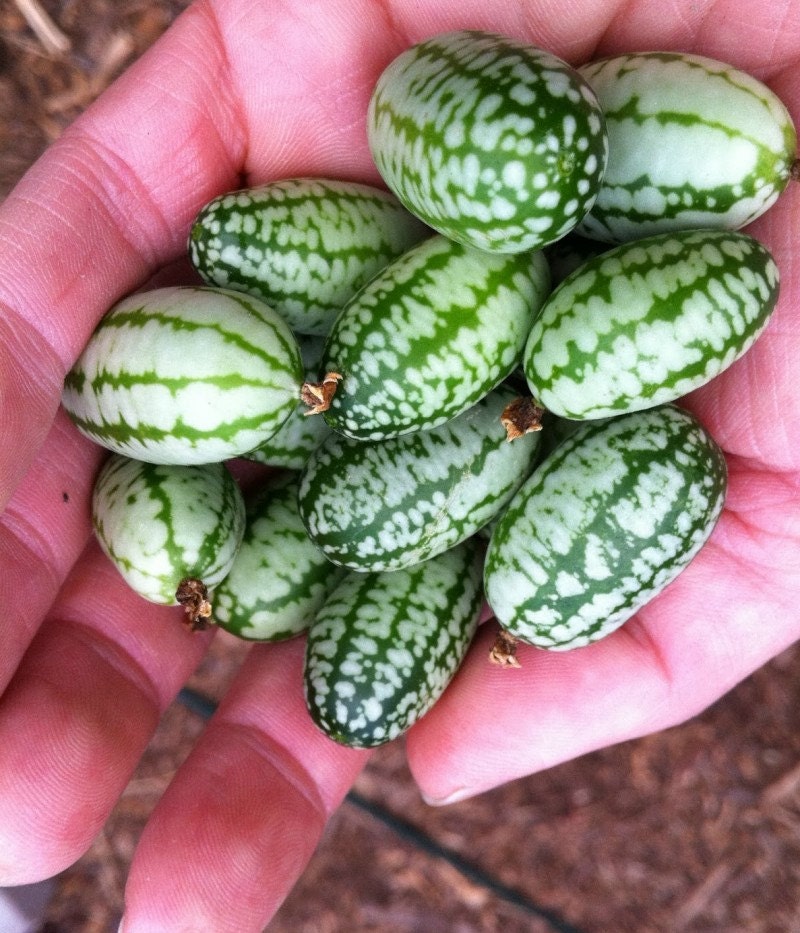 Heirloom 12 Rare Seeds Melothria scabra Mouse Melon Mexican Sour Gherkin Fruit F35