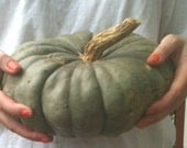 Heirloom Pumpkin, Jarrahdale Michigan Grown - 5 Pumpkin Shape Seed Bombs, Orange with Specks - Animal Safe