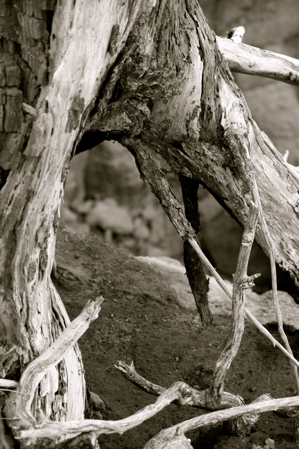Devils Punch Bowl, Oregon Coast, Bare Roots on a cliff, Optical illusion, Through the roots, Washed away