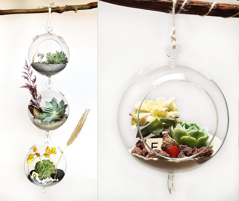 Acorn Hanging Glass Bubble Succulent Terrarium