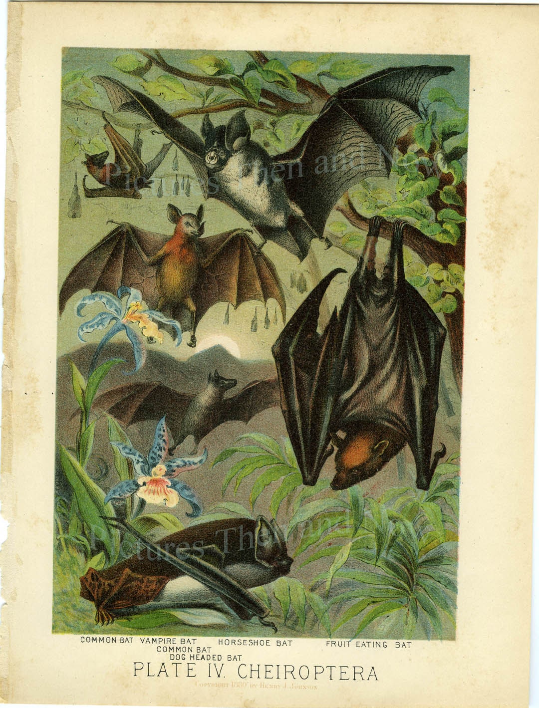 antique color chromolithograph of bats flying color orchids 1880 henrey j. johnson
