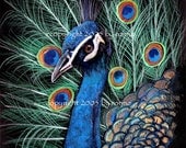 The Peacock animal nature blue glossy fine art print 8x10