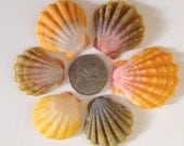Custom Sunrise Shell Necklace - Choice of Sterling Silver, 14kt Goldfill or Polynesian Roping