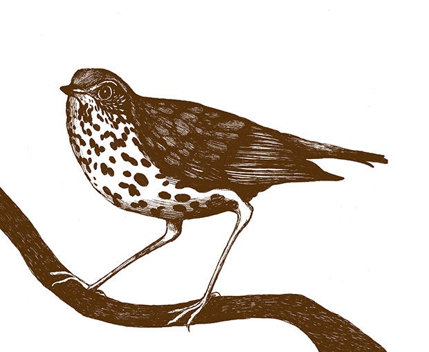 Wood Trush Bird Ink Illustration Drawing Print Birdie Brown Feather Nature Home Decor Woodland Hylocichla Mustelina