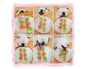 English Bulldog with Mini Cupcakes - Piper Stone - Rescue and Special Needs Dog - Bulldog Photo - Fine Art Dog Photography - 8x8
