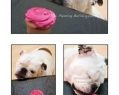 English Bulldog and a Cupcake - Dog Photo - Fine Art Photo - Piper Stone The Painting Bulldog - 8x12