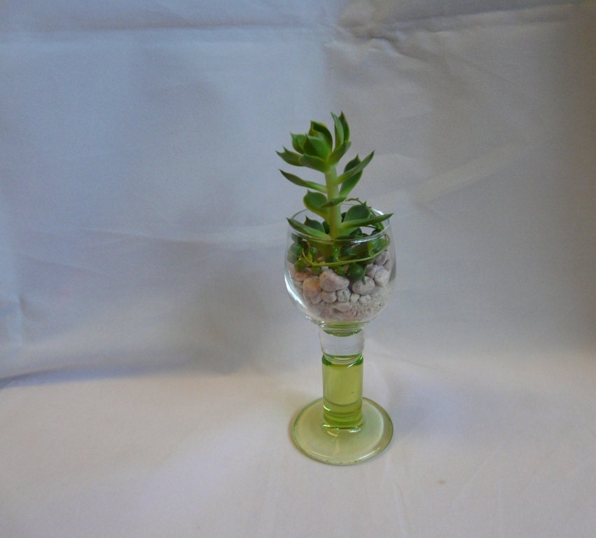 Echeveria Limoncello with String of Beads