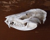 Opossum Skull.  Natural history curiosity.