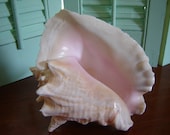 Vintage conch shells/ home decor/ wedding decor/ beach decor