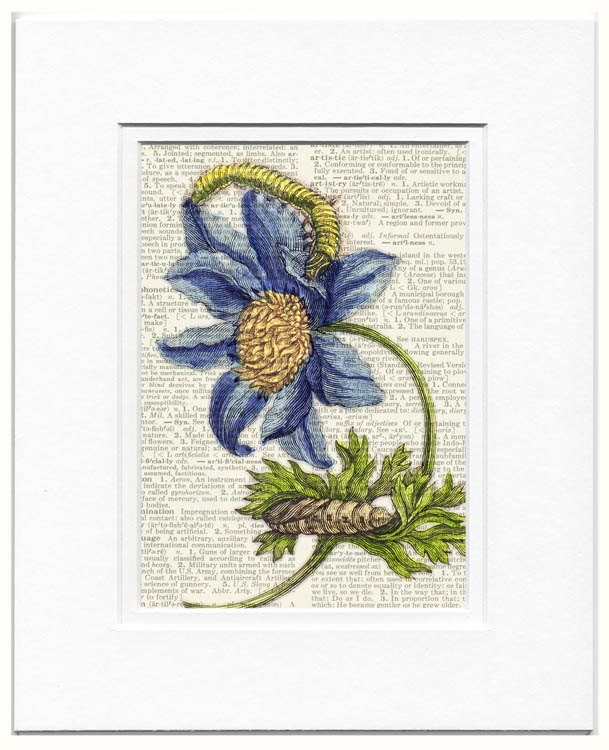 1600's botanical artwork II - reproduced on 10 inch Melamine Plate with a softly aged off-white background