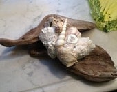 Driftwood Seashell Coastal Decor/Driftwood Art