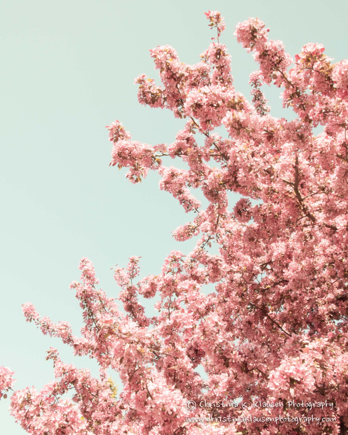 Pink Tree Photo.  Flowering Cherry Blossoms. Turquoise. Pink. Flower Photography. Tree Photo. Nature Photo. Fine Art Photography 8x10 Print